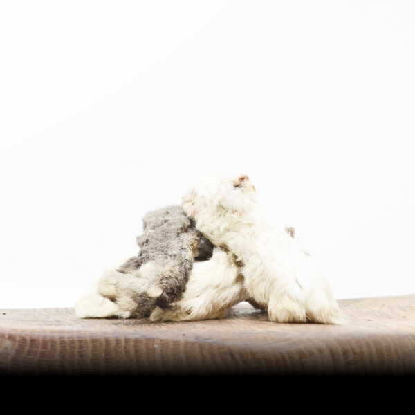 Kaninchenpfoten mit Fell - 1000g