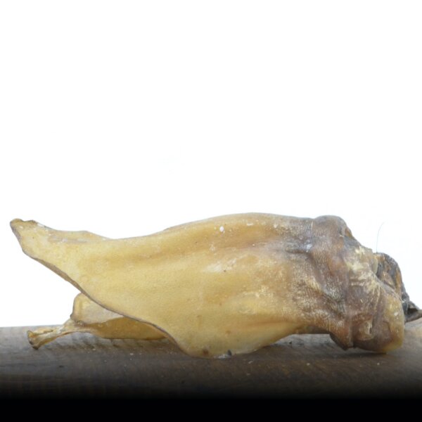 Rehohren
